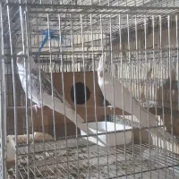 جفت عروس هلندی