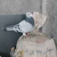 نرماده مسافتی خارجی
