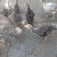 جوجه بوقلمون