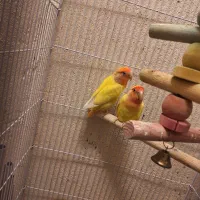 طوطی برزیلی جفت|پرنده|قزوین, |دیوار