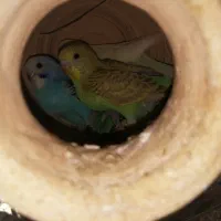 جوجه مرغ عشق