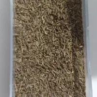 زیره کوهی اصل درجه یک