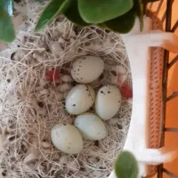 ماده سهره زاده قفس.روبه مستی.معاوضه