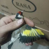 سهره نر تازه صاف ریزه خون