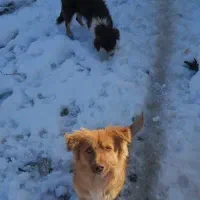 سگ پاپی|سگ|مشهد, میان ولایت|دیوار