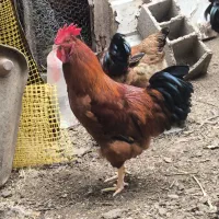 خروس جوان 7ماهه درشت|حیوانات مزرعه|آزادشهر, |دیوار