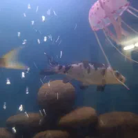 معاوضه کوی با گلدفیش|ماهی|مشهد, ابوذر|دیوار