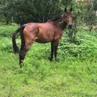 مادیان ۷ساله اهلی