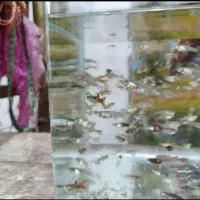 ماهی گوپی|ماهی|قم, شهرک مهدیه (مدرس)|دیوار