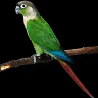 گرینچیک|پرنده|محمدشهر, شهرک پیام (مهرالبرز)|دیوار