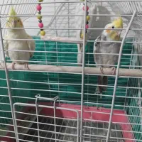 عروس هلندی چشم شرابی