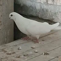 کبوتر پرشی ماده|پرنده|ابریشم, |دیوار