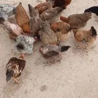 فروش مرغ محلی تخم گذار|حیوانات مزرعه|زرین دشت (همدان), |دیوار