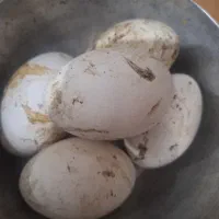 تخم غاز نطفه دار