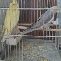 عروس هلندی نر ماده دستی