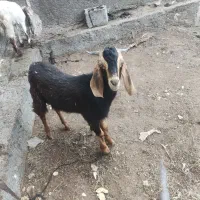 نرچاق جوون و سالم