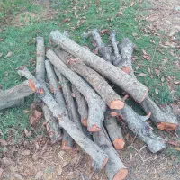 ۴۰ تن چوب خشک درخت آلو|خدمات باغبانی و درختکاری|چهاردانگه (تهران), |دیوار