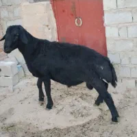 بره قوچ شیشک وزن حدودا75کیلو گرم سیاه تازه شیشک شد
