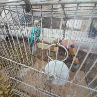 معاوضه با کوتوله یا قناری|پرنده|ساوه, |دیوار