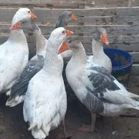 مولد غاز محلی اصیل|حیوانات مزرعه|شاهرود, |دیوار