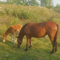 مادیان و کره