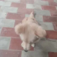 سگ اشپیتز تریر ۶ماهه|سگ|چابکسر, |دیوار