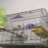 قناری نر بخون|پرنده|ساوه, |دیوار