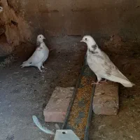 کبوتر