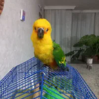 طوطی خورشیدی گرینچیک