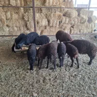 بره  نر ماده هترو