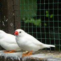 یک جفت فنچ نر ماده به شرط جوجه