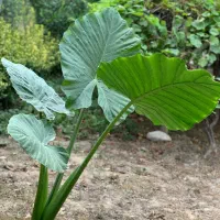 گل بابا آدم|گل و گیاه طبیعی|قائم‌شهر, |دیوار