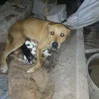 ۶ عدد توله پیت بول تریر برای واگذاری|سگ|توتکابن, |دیوار