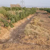 باغ پسته ۲هکتارد ۱۰ ساله|فروش دفتر صنعتی، کشاورزی، تجاری|بوئین زهرا, |دیوار