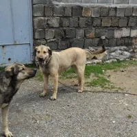 سگ پژدر اصیل سرو پنجه دار