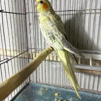 عروس هلندی مولد