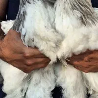 مرغ و خروس برهما