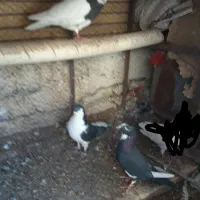 طوقی امری شیرازی پلنگ خوشکل بدون عیب|پرنده|رفسنجان, |دیوار