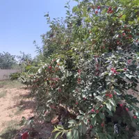 باغچه شهرکی/سندتکبرگ/آب برق گازکنتور/کردان سهیلیه|فروش زمین و ملک کلنگی|کرج, فاز ۲ مهرشهر|دیوار