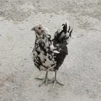 تخم مرغ گلین|حیوانات مزرعه|شیراز, رکن‌آباد|دیوار