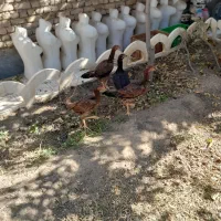 ف وش‌۴تا‌جوجه‌لاری‌اصیل‌‌۳۵۰۰۰۰۰میلیونوپاند