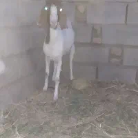 بز فروشی
