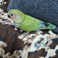 کوتوله ۴۰ روزه|پرنده|قم, حنیف نژاد|دیوار