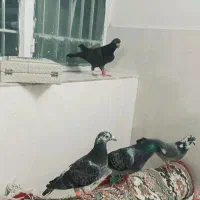 کفنتر سبز پلاکی ذات دار