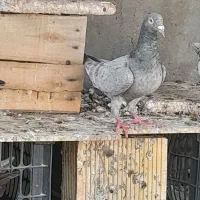 کبوتر سرو ماده|پرنده|شیراز, ارم|دیوار