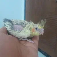 جوجه عروس سرلاکی