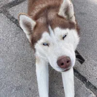 سگ هاسکی گلد کمیاب