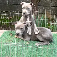 توله پیتبول بلو