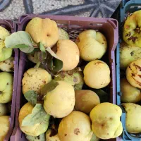 به سپیدان|خوردنی و آشامیدنی|شیراز, پودنک|دیوار