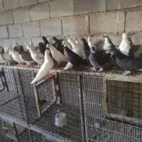 ۴۰عدد کبوتر به علت نبود جا بفروش میرسد